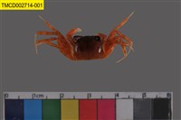 藏品(斯氏沙蟹)的圖片